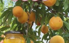 非物质文化遗产水果罐头（非物质文化遗产水果罐头品牌有哪些）