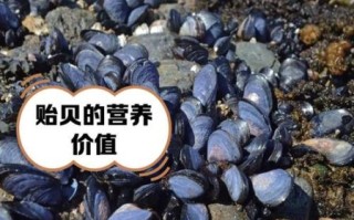 非物质文化遗产贻贝（非物质文化遗产贻贝是什么）