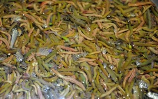 禾虫非物质文化遗产官网（禾虫非物质文化遗产传承方法）