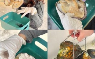 非物质文化遗产蚌壳（蚌壳雕刻非遗教程：新手入门全攻略）