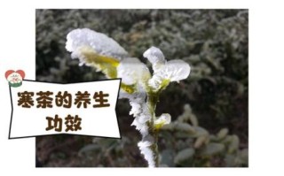 散寒药茶非物质文化遗产（散寒药茶制作方法哪里学最正宗）