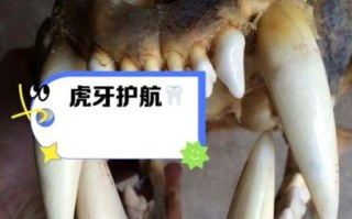 非物质文化遗产虎牙（虎牙直播非遗有哪些）