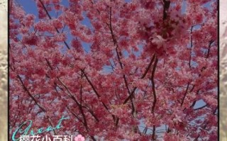 非物质文化遗产 樱花（中国非遗与樱花有什么文化关联）