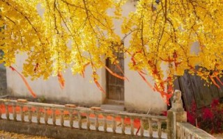 苏湾镇非物质文化遗产（苏湾镇非物质文化遗产有哪些）