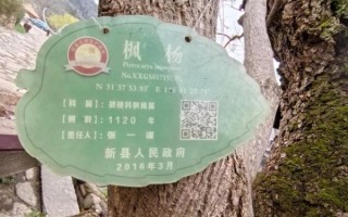 荣成非物质文化遗产古树（荣成古树非遗在哪里看最方便）