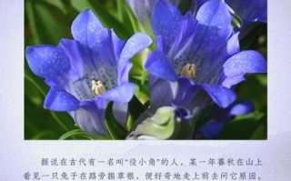 非物质文化遗产龙胆（龙胆中药饮片功效作用全解析）