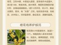 桂花非物质文化遗产（桂花非遗手工技艺新手入门指南）