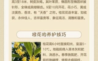 桂花非物质文化遗产（桂花非遗手工技艺新手入门指南）