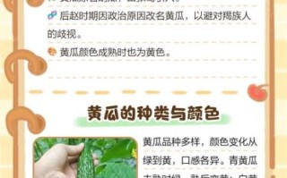 非物质文化遗产黄瓜（非遗黄瓜为什么能逆袭成网红）