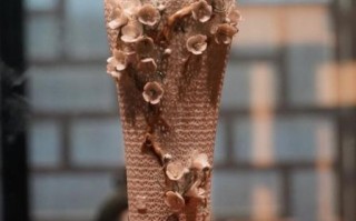 非物质文化遗产艺术品（非物质文化遗产艺术品值得收藏吗）