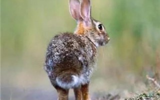 青海非物质文化遗产兀兔（青海非遗兀兔是什么）