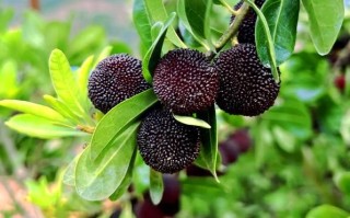 非物质文化遗产劈梅（非物质文化遗产劈梅是什么？）