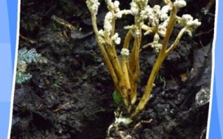 非物质文化遗产蝉花（非遗蝉花是什么东西）