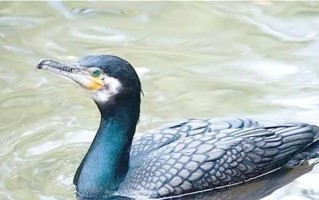 河北鱼鹰非物质文化遗产（河北鱼鹰非遗技艺在哪看）