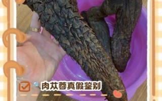 苁蓉非物质文化遗产（苁蓉非遗技艺如何传承）