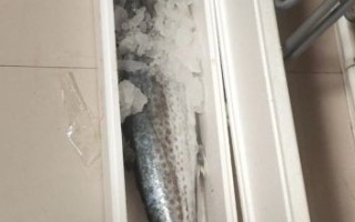 送鲅鱼 非物质文化遗产（青岛鲅鱼礼非遗送法避坑指南）