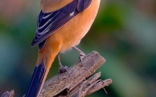 非物质文化遗产伯劳（伯劳鸟是国家级非遗吗）