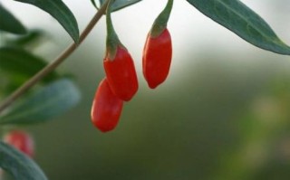 枸杞非物质文化遗产（枸杞非物质文化遗产是真的吗）