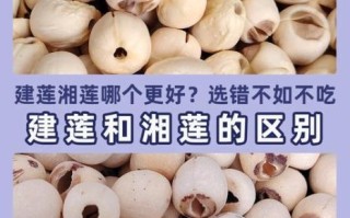 建莲非物质文化遗产（建莲非物质文化遗产技艺入门指南）
