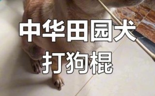 国家非物质文化遗产打狗（打狗棍法申遗成功了吗）