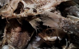 非物质文化遗产糟鱼（糟鱼怎么做？新手第一次就能成功的家常做法）