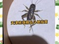 非物质文化遗产蛐蛐（蛐蛐怎么养？新手非遗蛐蛐饲养全指南）