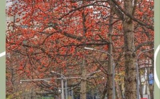 木棉非物质文化遗产（木棉非遗手工技艺初学者指南）