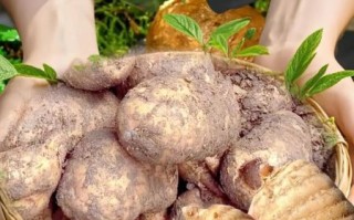 昭通非物质文化遗产对窝（昭通对窝是什么非遗瑰宝）