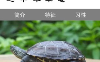 非物质文化遗产草龟（草龟为什么是非遗技艺中的活化石）