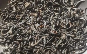 五毒八毒非物质文化遗产（五毒八毒是什么非遗）