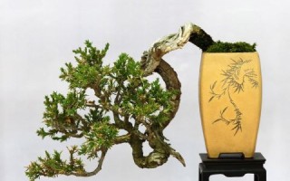 非物质文化遗产盆景（非物质文化遗产盆景入门指南）