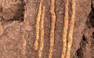 山药非物质文化遗产（山药非物质文化遗产是真的吗？）