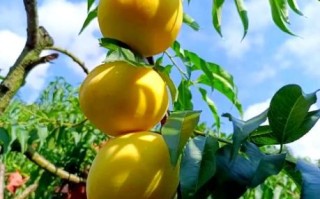 炎陵黄桃非物质文化遗产（炎陵黄桃是国家级非遗吗答案）