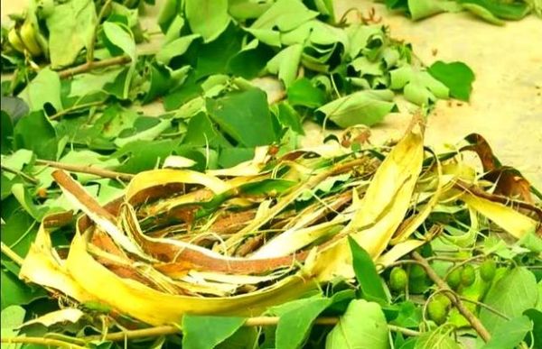 西和非物质文化遗产（西和麻纸制作技艺非遗全攻略）-第3张图片-八三百科