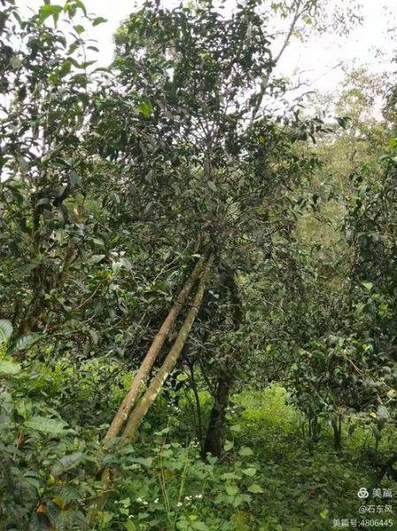 勐海县历史气候变迁情况（勐海县历史气候变迁真实情况）-第3张图片-八三百科