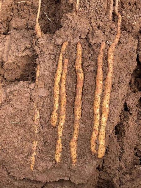 山药非物质文化遗产（山药非物质文化遗产是真的吗？）-第1张图片-八三百科