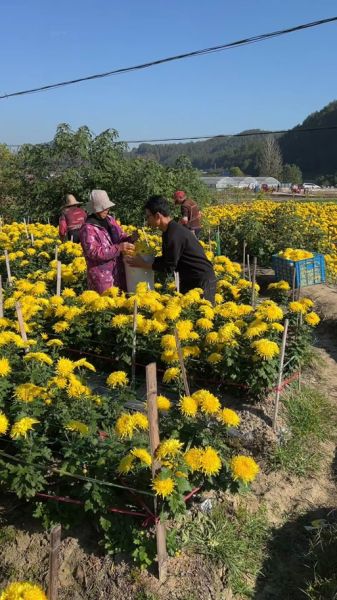 田家镇非物质文化遗产（田家镇非遗大全在哪儿看）-第2张图片-八三百科