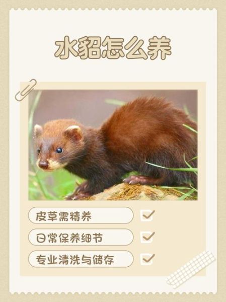 貂非物质文化遗产（东北传统貂皮制作技艺怎么申请非遗）-第2张图片-八三百科