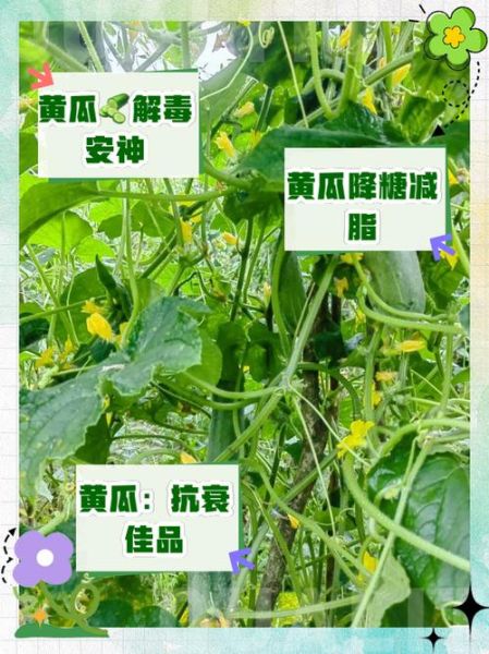 非物质文化遗产黄瓜（非遗黄瓜为什么能逆袭成网红）-第3张图片-八三百科