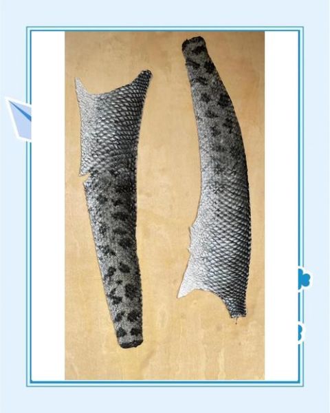 鱼骨工艺非物质文化遗产（鱼骨工艺非物质文化遗产传承人怎么入门）-第1张图片-八三百科