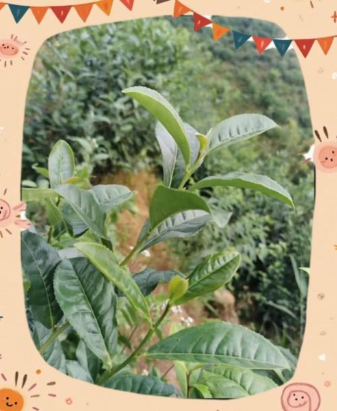 梧州国家非物质文化遗产（梧州六堡茶制作技艺全解析）-第3张图片-八三百科