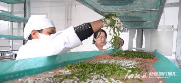 非物质文化遗产蚕桑（非遗蚕桑丝绸技艺有哪些工序）-第2张图片-八三百科