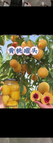 非物质文化遗产水果罐头（非物质文化遗产水果罐头品牌有哪些）-第1张图片-八三百科