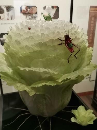 非物质文化遗产滑县白菜（滑县白菜腌制非遗技艺怎么学）-第1张图片-八三百科