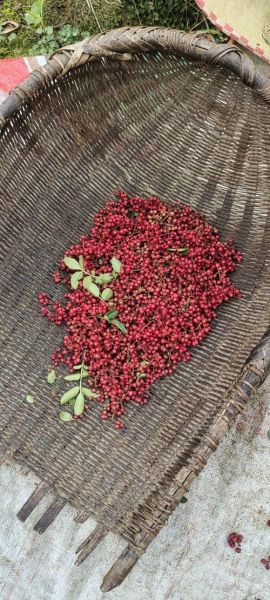 花椒非物质文化遗产（花椒制作技艺非遗在哪里）-第3张图片-八三百科