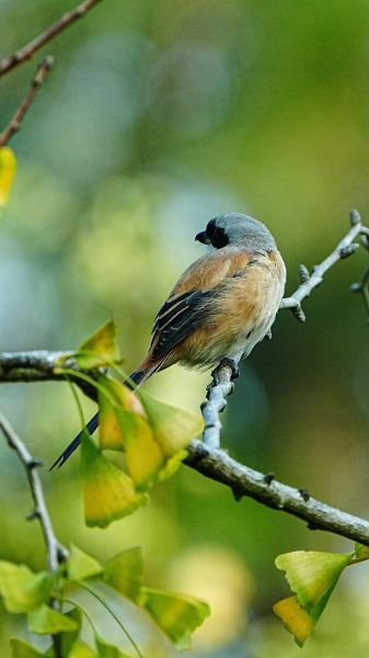 非物质文化遗产伯劳（伯劳鸟是国家级非遗吗）-第2张图片-八三百科