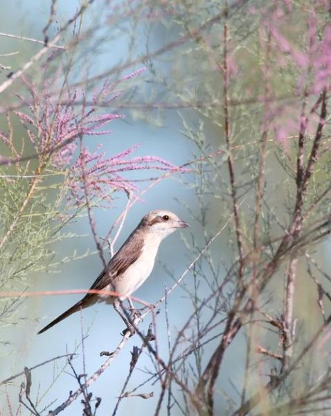 非物质文化遗产伯劳（伯劳鸟是国家级非遗吗）-第3张图片-八三百科