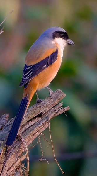 非物质文化遗产伯劳（伯劳鸟是国家级非遗吗）-第1张图片-八三百科