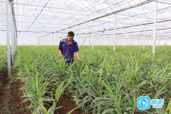 安丘县历史气候变迁（安丘县历史气候变化对农业有何影响）-第3张图片-八三百科