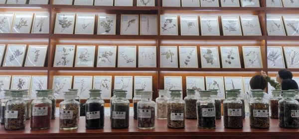 彝医非物质文化遗产(彝医非物质文化遗产如何学习)-第1张图片-八三百科 彝医非物质文化遗产(彝医非物质文化遗产如何学习)-第1张图片-八三百科